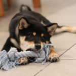 what-should-you-do-if-you-get-bitten-by-a-dog-find-out-here1