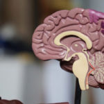 Teaching With Anatomical Brain Models Enhance Student Learning of Human Anatomy_1
