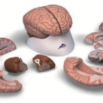 Teaching With Anatomical Brain Models Enhance Student Learning of Human Anatomy_3