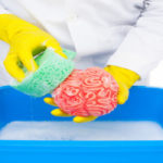 Teaching With Anatomical Brain Models Enhance Student Learning of Human Anatomy_4