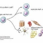 Stem Cell1