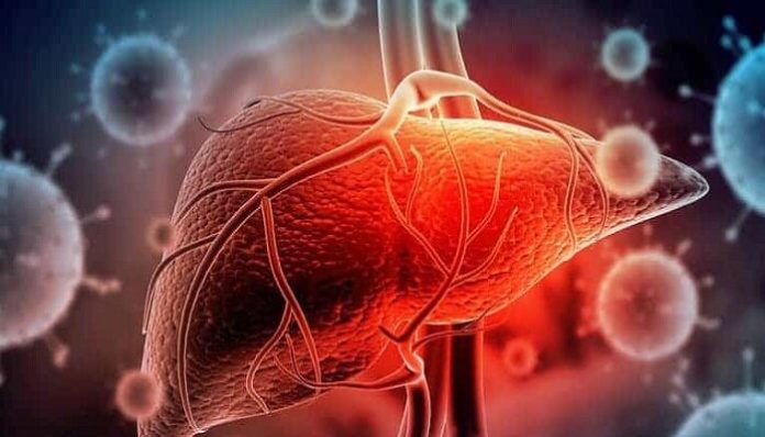 Liver