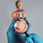 Gut Health1