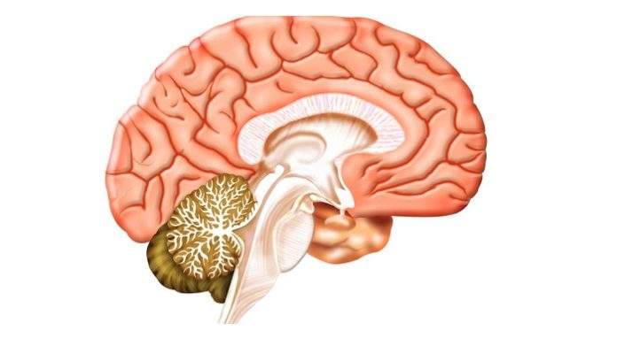Targeting the brain might help patients with respiratory disorders