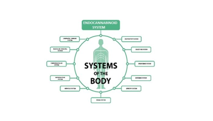 The Endocannabinoid System, Unlocked