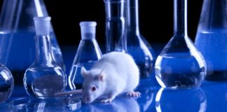 How ACE2 Transgenic Mice Are Helping The Fight Against COVID-19