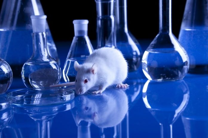 How ACE2 Transgenic Mice Are Helping The Fight Against COVID-19