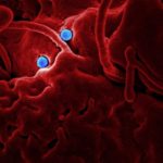 Tips For Preventing The Spread Of Bloodborne Disease