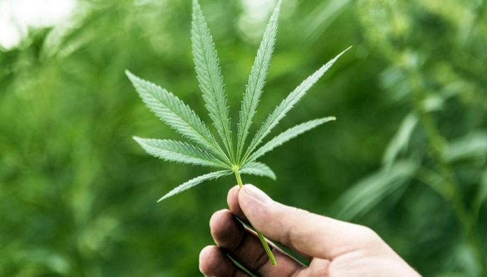 5 ways medical cannabis can improve your health