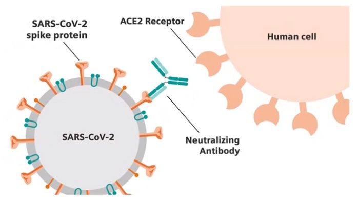  Siemens Healthineers Collaboration with CDC Will Define Threshold for Neutralizing Antibody Sufficient to Confer Immunity